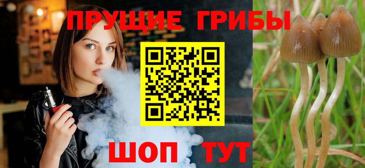 Псилоцибиновые грибы GOLDEN TEACHER  Вход с VPN  Туапсе  Галлюциногенные грибы Psilocybine cubensis 